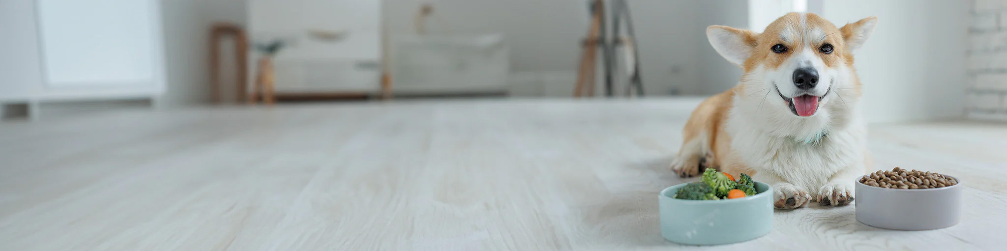 Haustier Förderung -Haustier Förderung 1