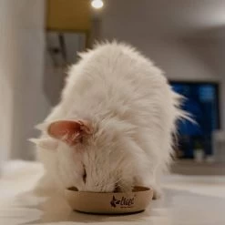 DINGO-Bambusfaser Anti-Rutsch-Schale - 1500ml 10 DINGO-Bambusfaser Anti-Rutsch-Schale - 1500ml -Haustier Förderung ger pl DINGO Bambusfaser Anti Rutsch Schale 1500ml 32534 5