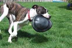 KONG Fresbee Extreme Flyer L, Ø25cm -Haustier Förderung ger pl KONG Fresbee Extreme Flyer L O25cm 16023 5