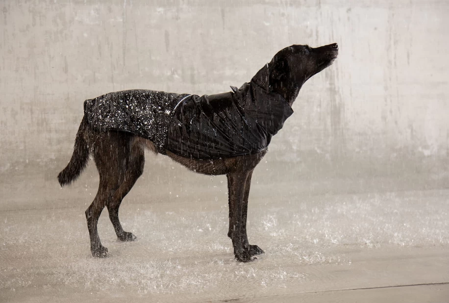 ZEE DOG Regenmantel Für Hund Ozzy S 2 ZEE DOG Regenmantel Für Hund Ozzy S – Bild 2